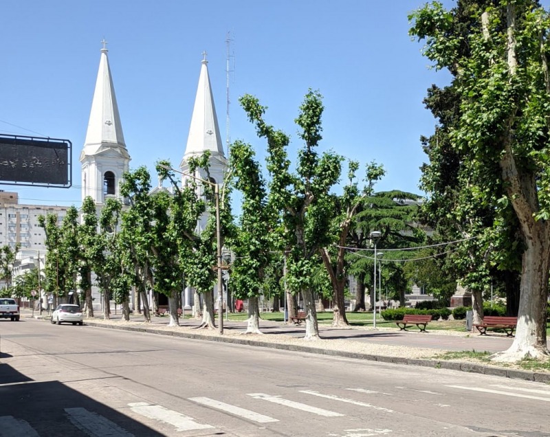 Arbolado urbano: su rol clave para reducir la temperatura